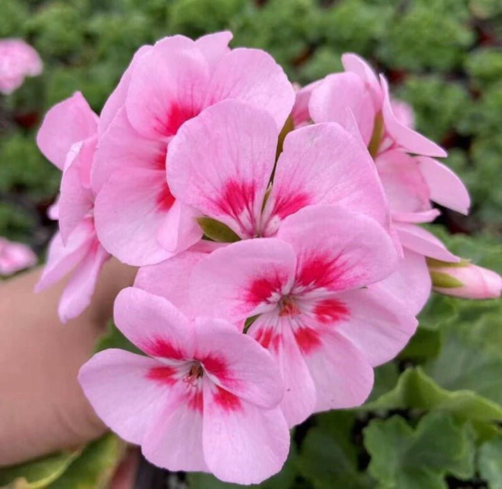 天竺葵（Pelargonium hortorum Bailey） - 森流 GreenFlow - 動植物造景專門店