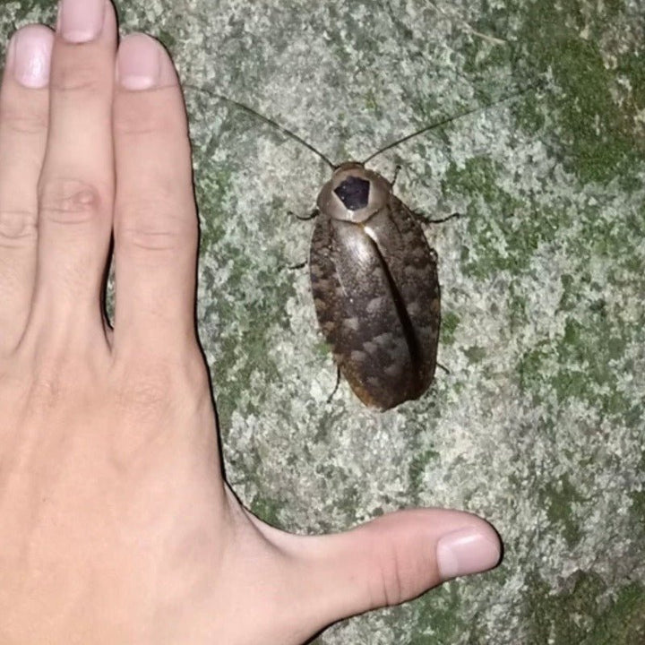 女皇大光蠊 / 殘斑大光蠊 （ Rhabdoblatta imperatrix）亞洲第一大光蠊 - 森流 GreenFlow - 動植物造景專門店