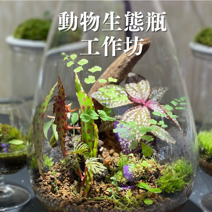 動物生態瓶工作坊 - 森流 GreenFlow - 動植物造景專門店