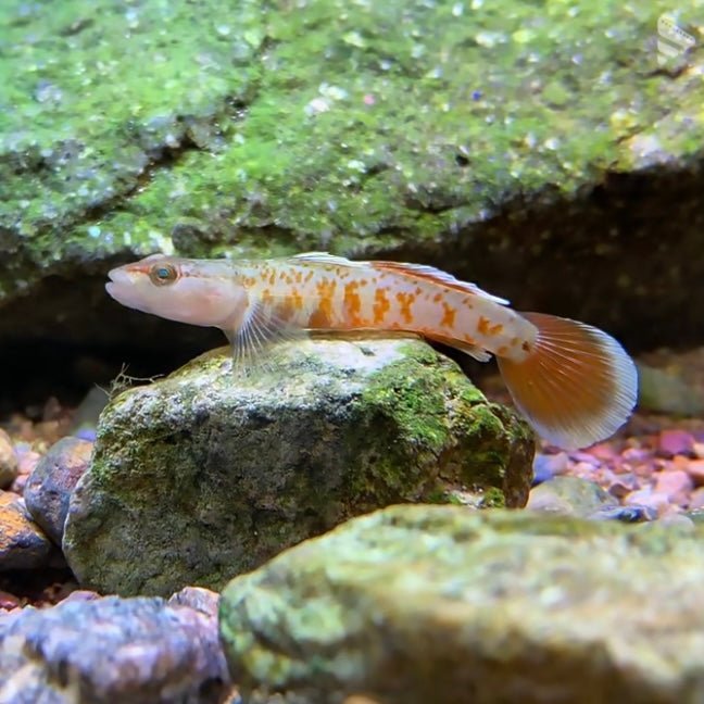 周氏吻蝦虎 （ Rhinogobius zhoui ） - 森流 GreenFlow - 動植物造景專門店