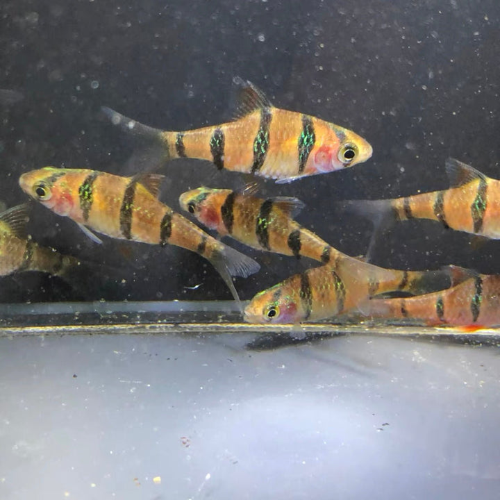 五間魚 / 五間鯽 Five - Banded Barb（ Barbus pentazona ） - 森流 GreenFlow - 動植物造景專門店