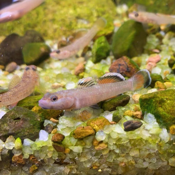 新紅吻蝦虎（ Rhinogobius sp. ）