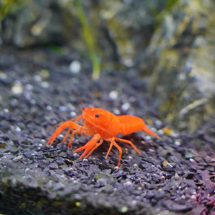 佛羅里達橘螯 / 橘美螯（ Procambarus clarkii ) - 森流 GreenFlow - 動植物造景專門店