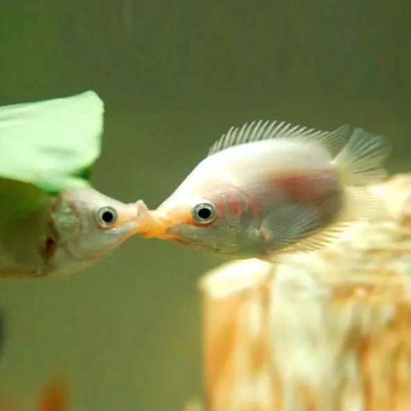 接吻魚/吻嘴魚 Kissing fish ( Helostoma temminkii ) - 森流 GreenFlow - 動植物造景專門店