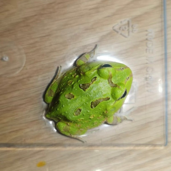 秘魯綠角蛙 Pacific Horned Frog Green ( Ceratophrys stolzmanni )