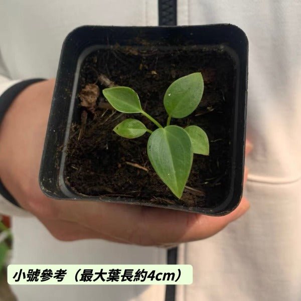 國王花燭 / 火鶴王花燭 ( Anthurium veitchii ) - 森流 GreenFlow - 動植物造景專門店