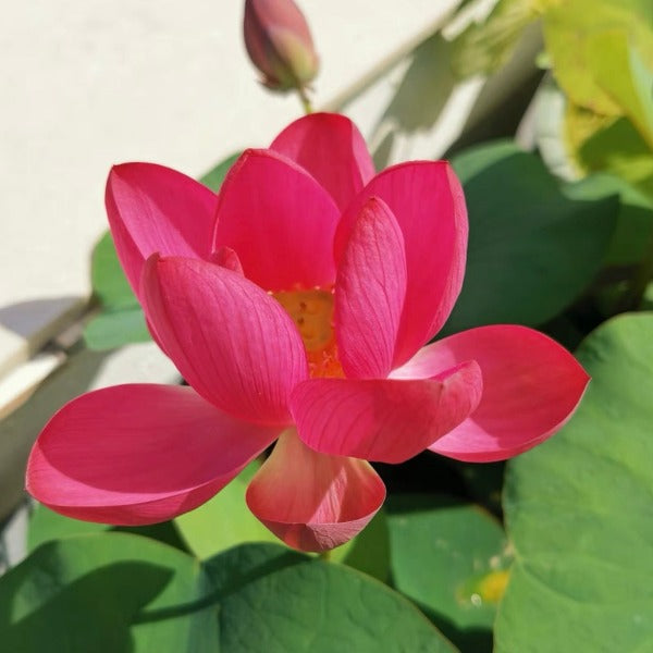 火芙蓉 / 來賓1號碗蓮 ( Nelumbo sp. )