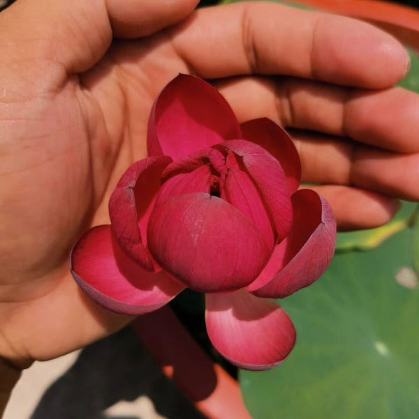 火芙蓉 / 來賓1號碗蓮 ( Nelumbo sp. )