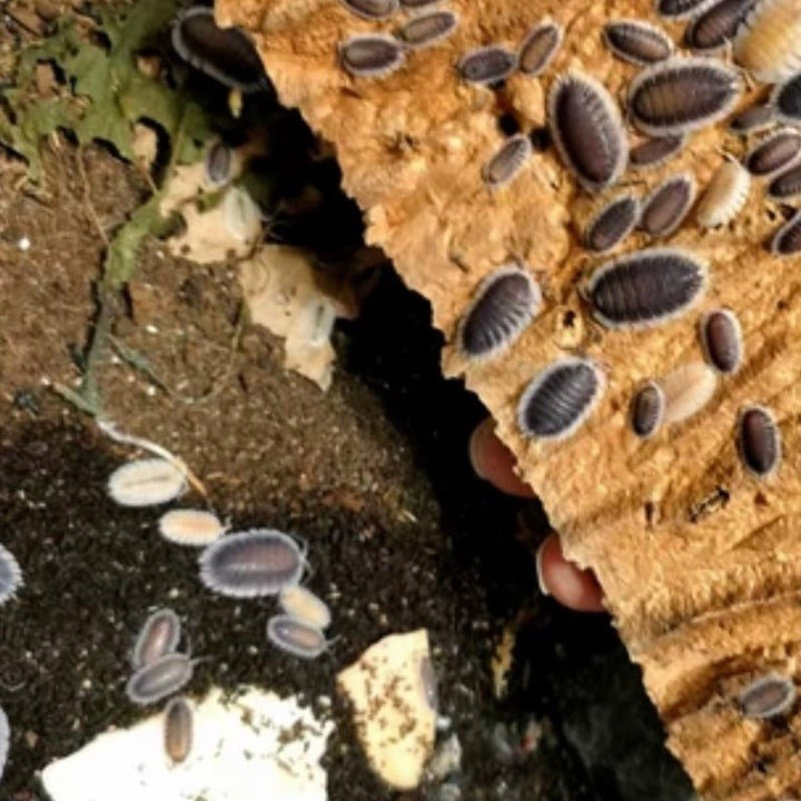 愛琴海鼠婦 / 希臘白邊鼠婦 Greek Shield Isopod （ Porcellio werneri ） - 1組/10隻 - 森流 GreenFlow - 動植物造景專門店