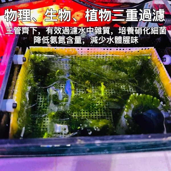 小型魚蝦底濾系統缸 - 可定製尺寸 - 森流 GreenFlow - 動植物造景專門店