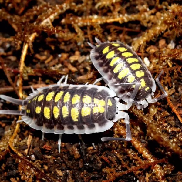 黃帶鼠婦 （ Porcellio haasi ‘ Light ’ ）