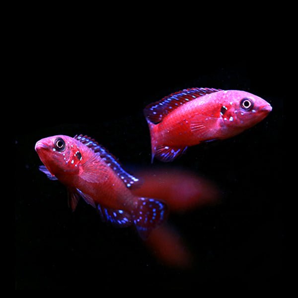 圖爾卡納寶石 Turkana Jewel Cichlid (Hemichromis exsul) - 森流 GreenFlow - 動植物造景專門店