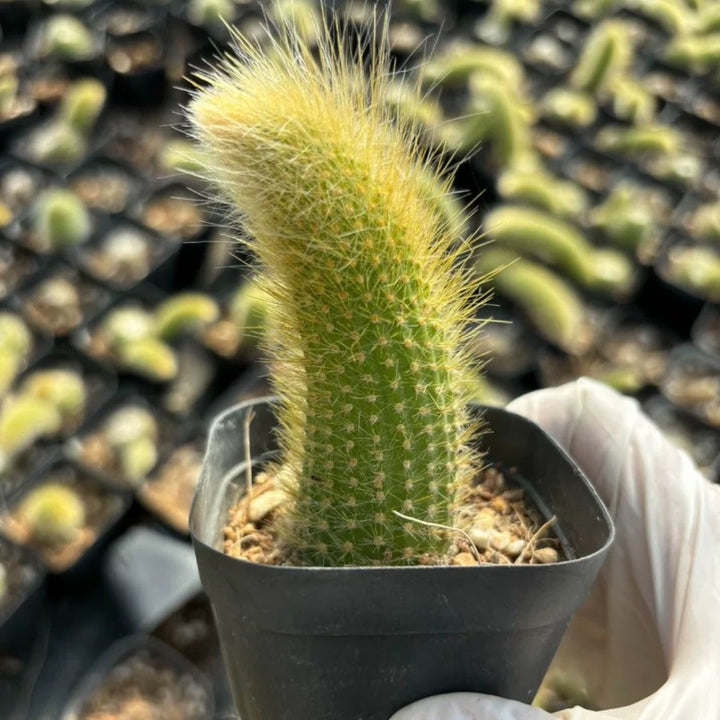 長毛猴尾柱 Monkey Tail Cactus（Cleistocactus winteri ‘ winteri ’ ）