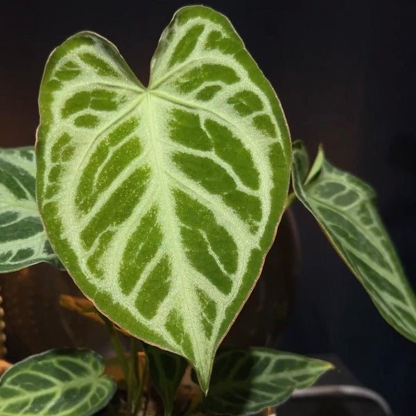 希望花燭 / 麗晶水晶花燭 （ Anthurium crystallinum ‘ Hope ’ ） - 森流 GreenFlow - 動植物造景專門店