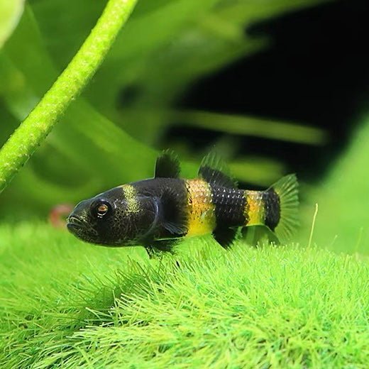 小蜜蜂蝦虎 Goldenbanded goby （Brachygobius doriae） - 森流 GreenFlow - 動植物造景專門店