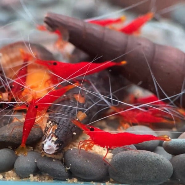 白須血櫻桃蘇蝦 / 黃鼻蝦 Blood Cherry Shrimp ( Caridina pulchella )