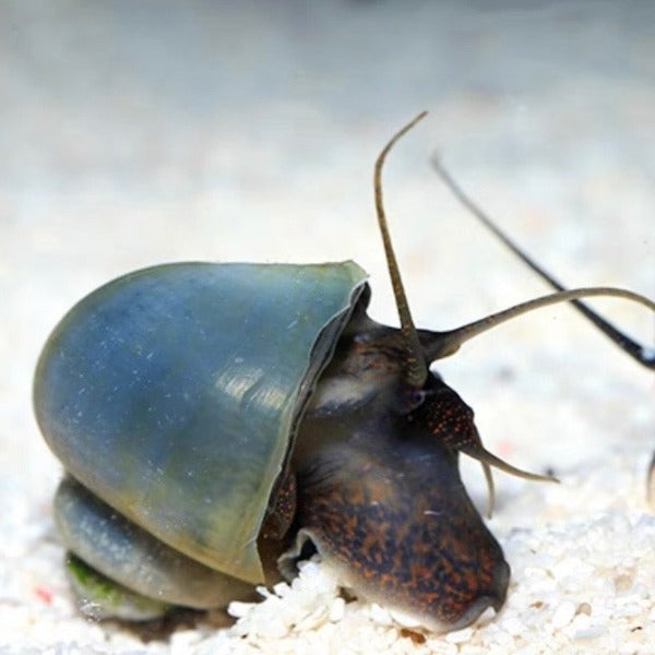 藍螺 / 神秘螺 Blue Mystery Snails (Pomacea bridgesii) 除藻專家