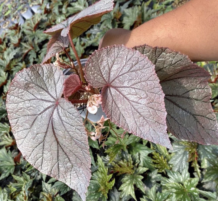 U093秋海棠 （ Begonia U093 ） - 森流 GreenFlow - 動植物造景專門店