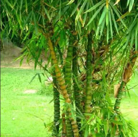 大型佛肚竹 Buddha belly ( Bambusa ventricosa ） - 森流 GreenFlow - 動植物造景專門店