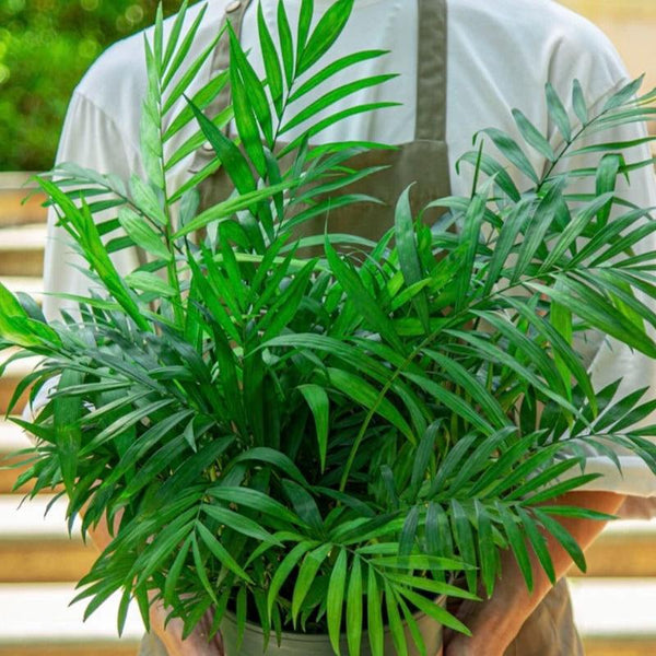 散尾葵（Dypsis lutescens） - 森流 GreenFlow - 動植物造景專門店