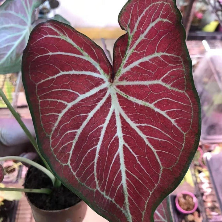 彩葉芋（Caladium Starburst） - 森流 GreenFlow - 動植物造景專門店