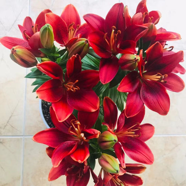 Perfume Lily-Flame Red (Seasonal Flower)