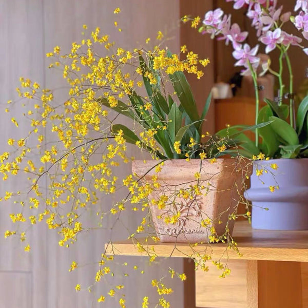 Mengxianglan-Minghuang (Oncidium)