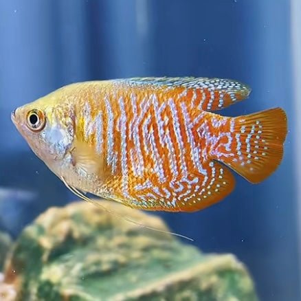 五彩麗麗 Dwarf Gourami (Trichogaster lalius) - 森流 GreenFlow - 動植物造景專門店