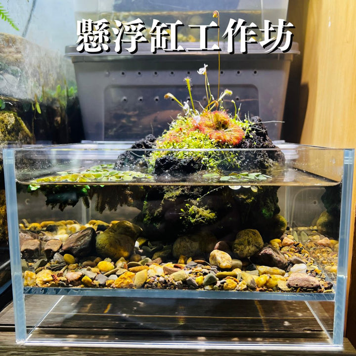 懸浮缸工作坊 - 森流 GreenFlow - 動植物造景專門店