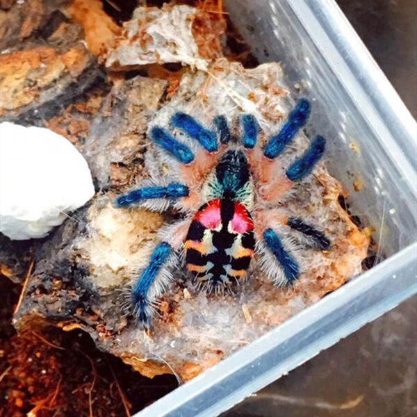 巴西彩樹捕鳥蛛 Brazilian Jewel Tarantula (Typhochlaena seladonia) - 森流 GreenFlow - 動植物造景專門店