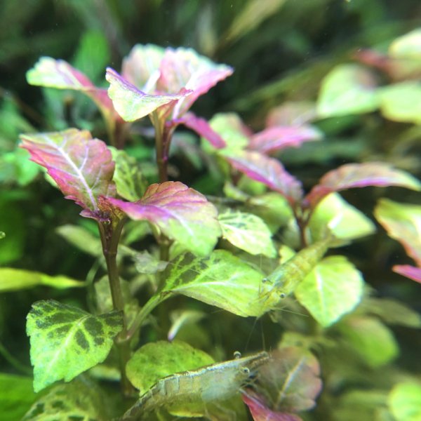 五彩薄荷 Hemigraphis Traian ( Hyptis lorentziana ) - 森流 GreenFlow - 動植物造景專門店