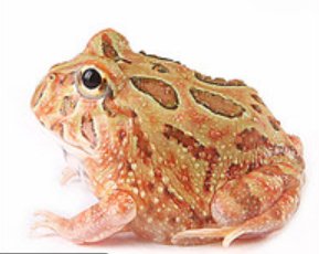 原色角蛙 Brown Pacman Frog (Ceratophrys cranwelli) - 森流 GreenFlow - 動植物造景專門店