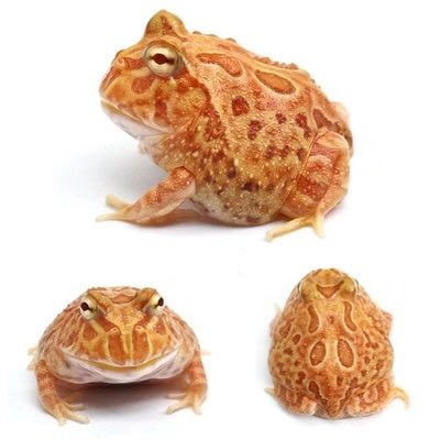 南瓜角蛙 Pumpkin Pacman Frog (Ceratophrys cranwelli) - 森流 GreenFlow - 動植物造景專門店