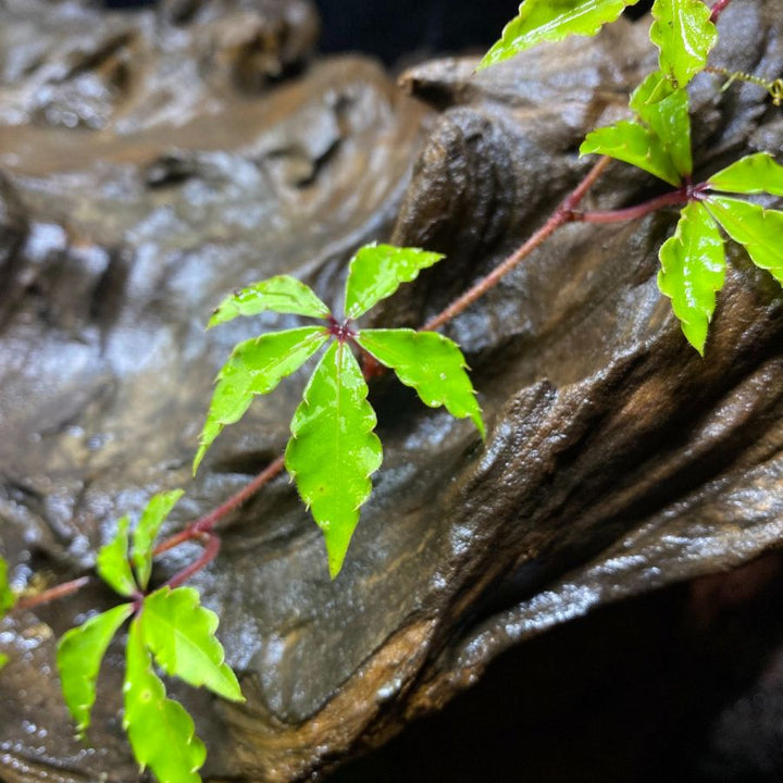 崖爬藤 Tetrastigma obtectum (Wall.) Planch - 森流 GreenFlow - 動植物造景專門店