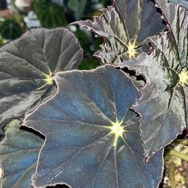 黑霜秋海棠（ Begonia ' Black Frost ' ）