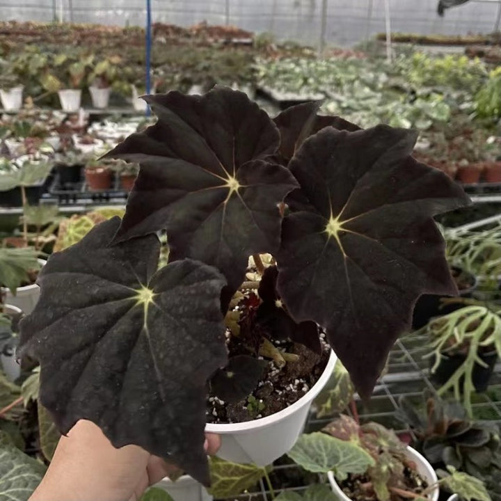 黑霜秋海棠（ Begonia ' Black Frost ' ）