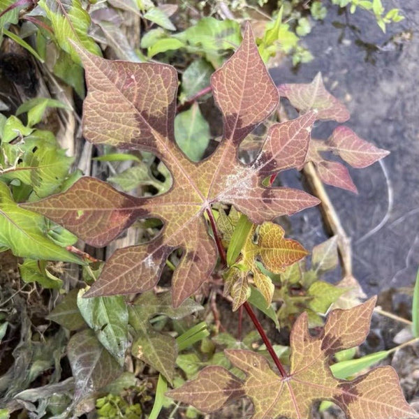 掌葉蓼（Persicaria palmata ) - 森流 GreenFlow - 動植物造景專門店