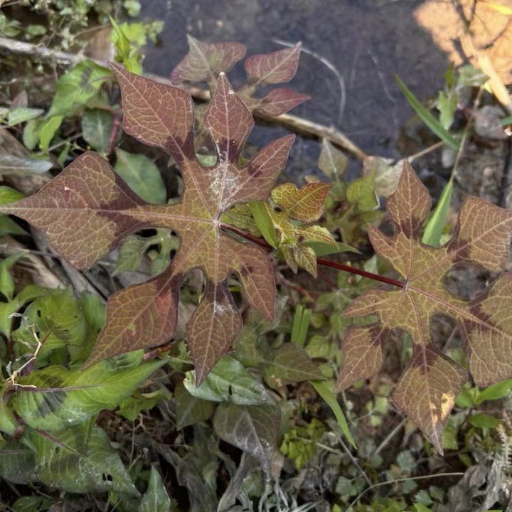 掌葉蓼（Persicaria palmata ) - 森流 GreenFlow - 動植物造景專門店