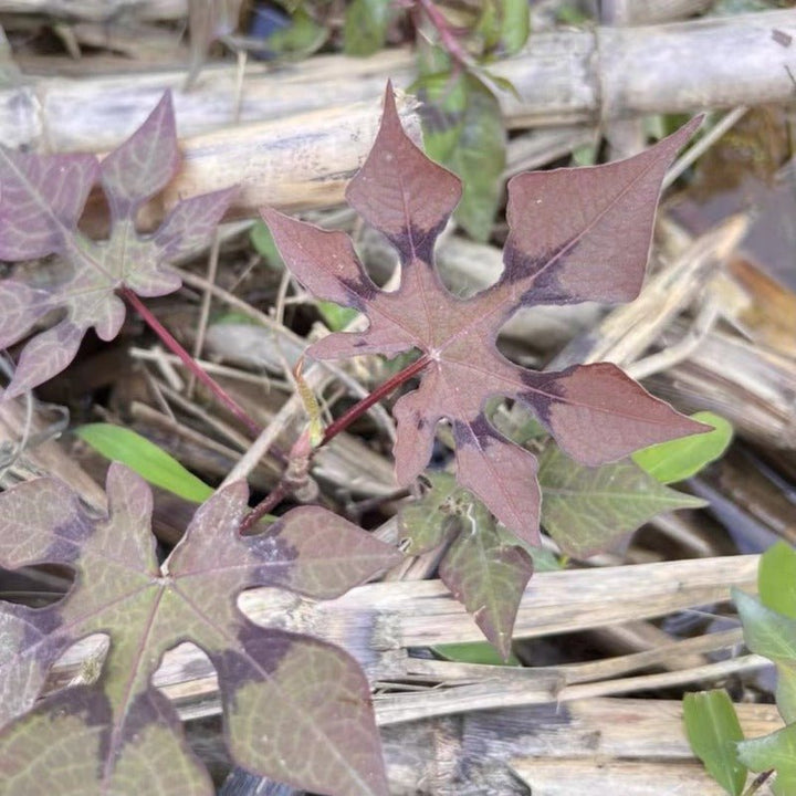 掌葉蓼（Persicaria palmata ) - 森流 GreenFlow - 動植物造景專門店