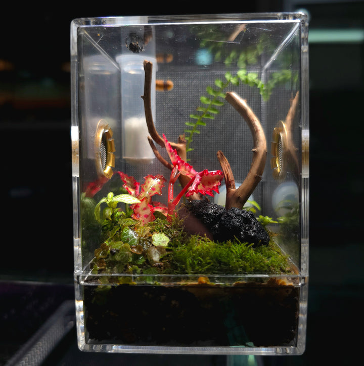 昆蟲飼養盒 跳蛛盒 （連造景） Jumping Spider / Mantis Planted Enclosure Cage Terrarium - 森流 GreenFlow - 動植物造景專門店