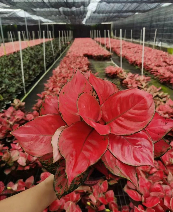 彩葉粗肋草（Aglaonema sp） - 森流 GreenFlow - 動植物造景專門店