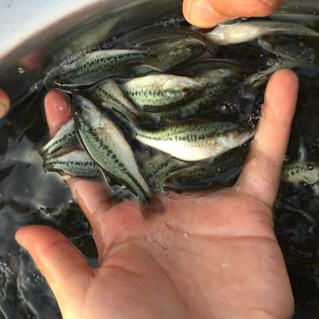 大口黑鱸魚 Largemouth Bass (Micropterus salmoides) - 森流 GreenFlow - 動植物造景專門店