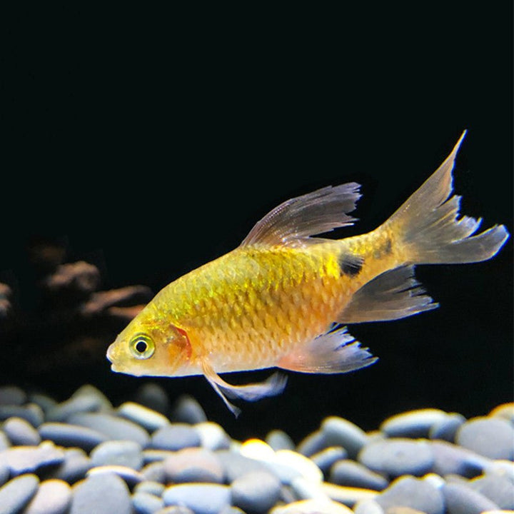 大帆玫瑰鯽 Longfin Rosy Barb(Pethia conchonius var.) - 森流 GreenFlow - 動植物造景專門店