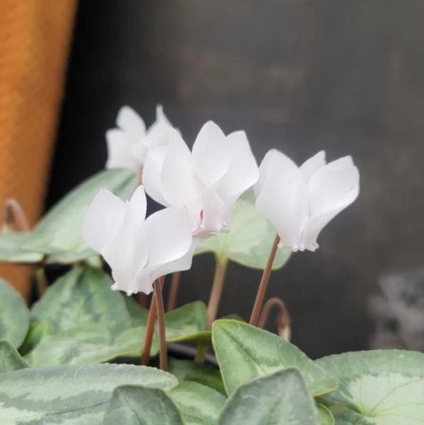 原生地中海仙客來（Cyclamen libanoticum Hildebr.）