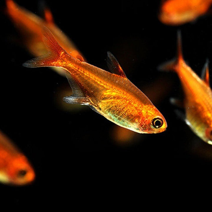 噴火燈 Ember tetra （Hyphessobrycon amandae） - 森流 GreenFlow - 動植物造景專門店