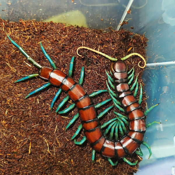 薄荷藍腳蜈蚣（ Scolopendra subspinipes'green leg'）