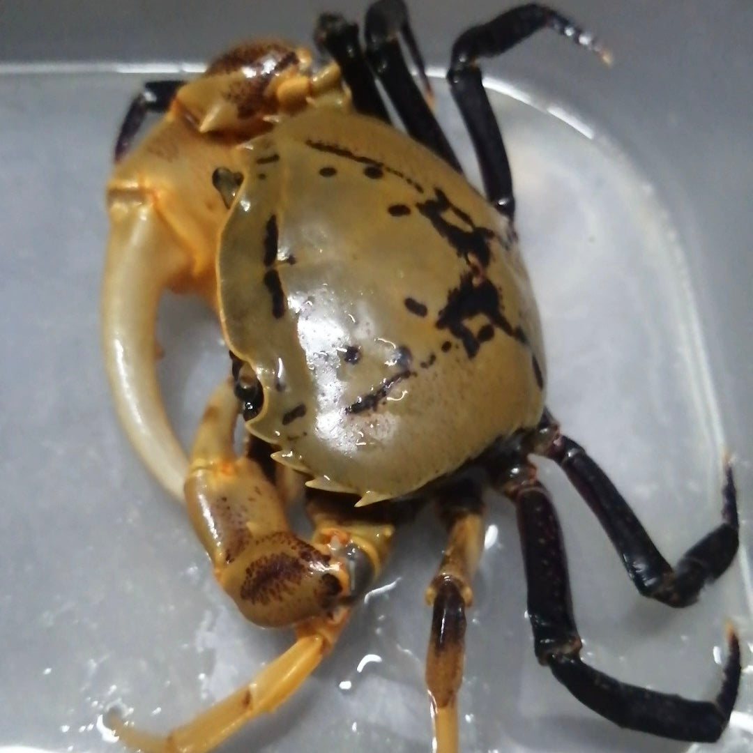 紫腿束腰蟹（可全水養） Yellow Green Samurai Crab (Somanniathelphusa sinensis)