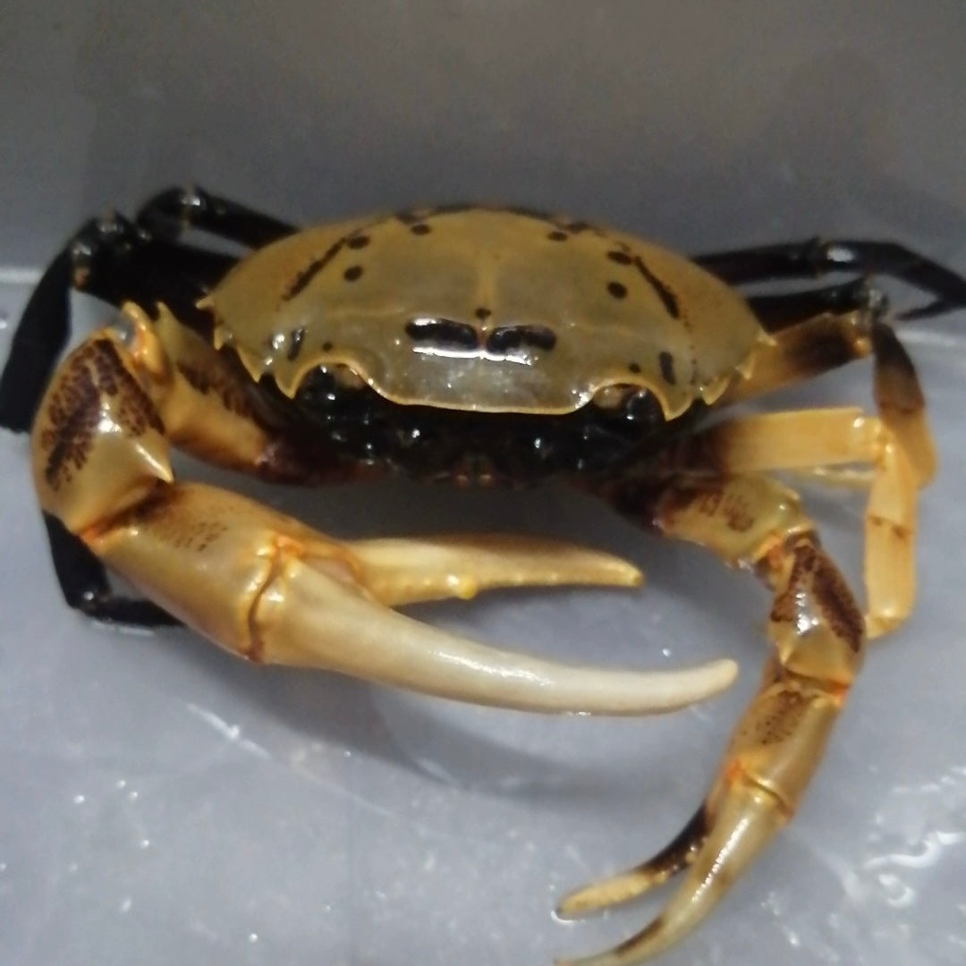 紫腿束腰蟹（可全水養） Yellow Green Samurai Crab (Somanniathelphusa sinensis)