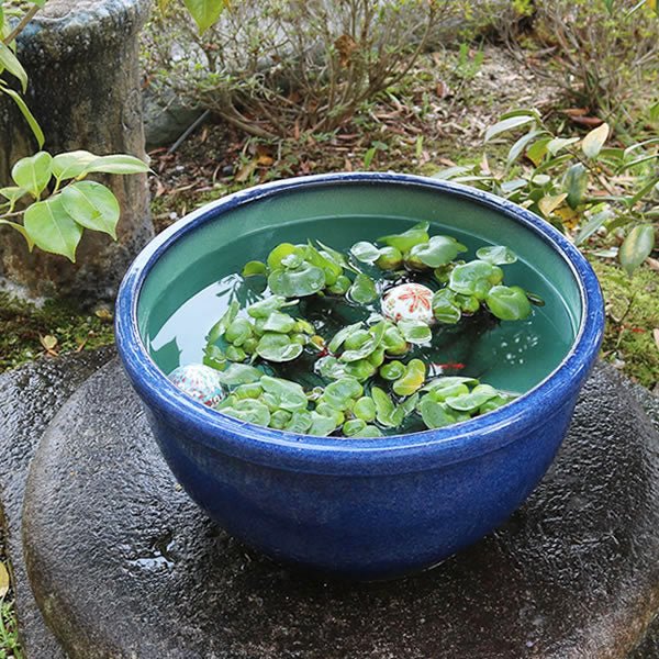 信楽焼 睡蓮盆 稻田魚水盆、金魚、蓮花水缸 日本水盆 40cm~50cm未満 [su - 0255] - 森流 GreenFlow - 動植物造景專門店