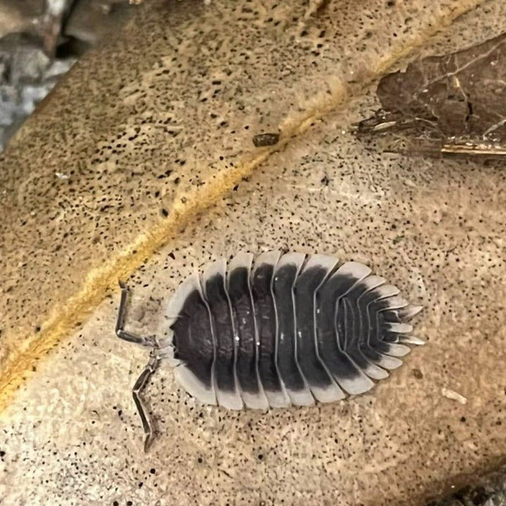 愛琴海鼠婦 / 希臘白邊鼠婦 Greek Shield Isopod （ Porcellio werneri ） - 1組/10隻 - 森流 GreenFlow - 動植物造景專門店